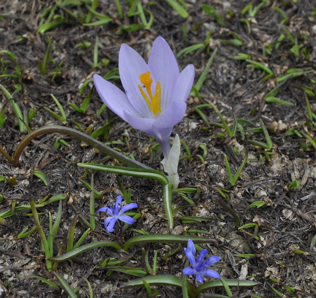 Image of Crocus veluchensis specimen.