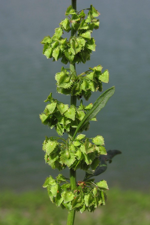 Изображение особи Rumex stenophyllus.