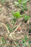 Helianthemum lasiocarpum. Верхушка побега с незрелым плодом. Крым, окр. Феодосии, Лисья бухта, опустыненно-степная терраса. 27 июня 2013 г.