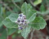 Calotropis gigantea. Верхушка побега с соцветием. Таиланд, остров Пханган. 22.06.2013.