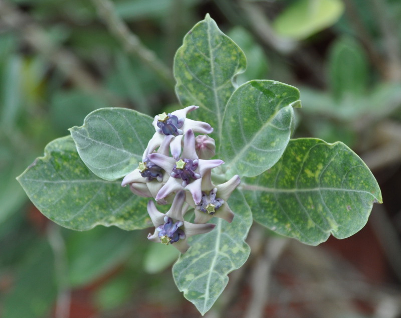 Image of Calotropis gigantea specimen.