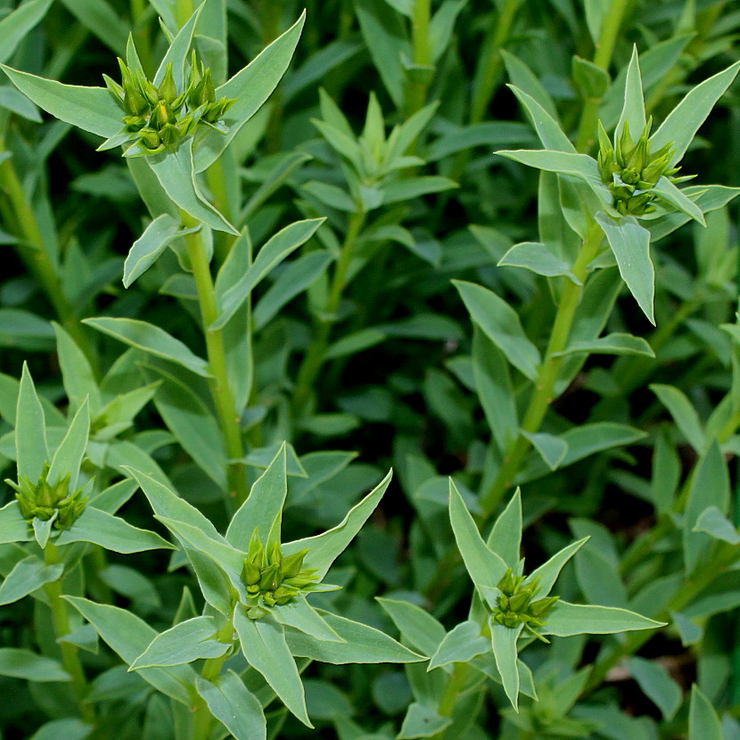 Изображение особи Linum flavum.