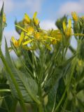 Senecio propinquus