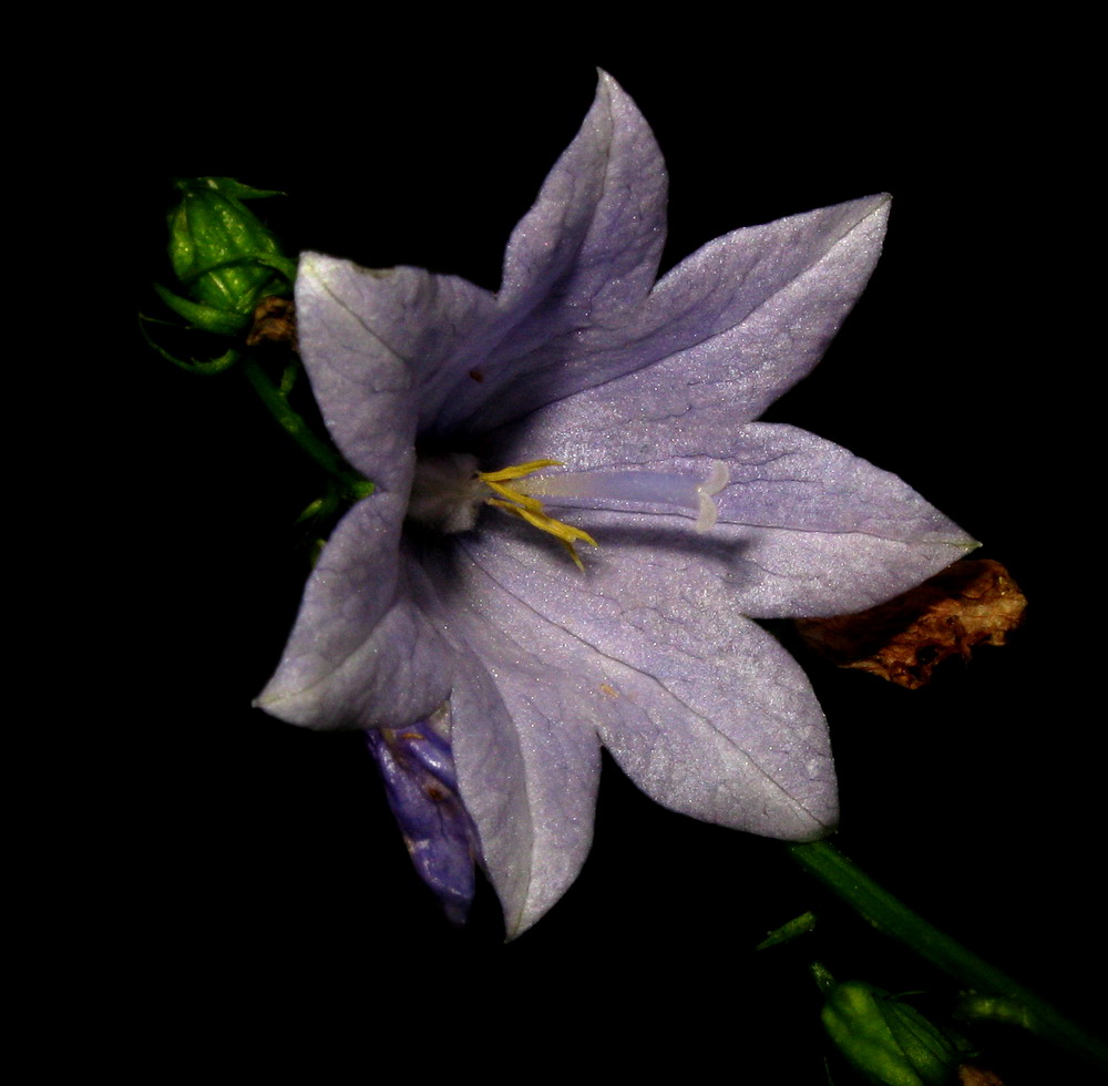 Image of genus Adenophora specimen.