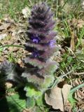 Ajuga orientalis