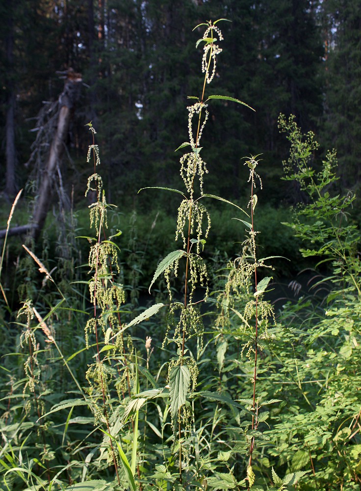 Image of Urtica sondenii specimen.