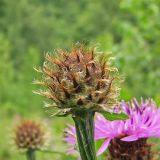 Centaurea