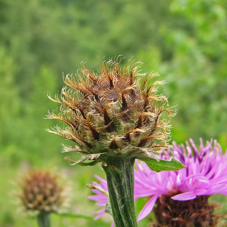 Изображение особи род Centaurea.