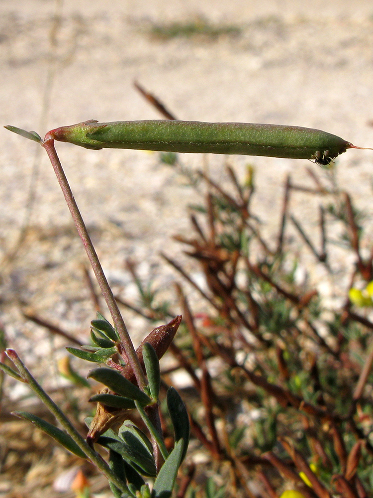 Image of Lotus frondosus specimen.