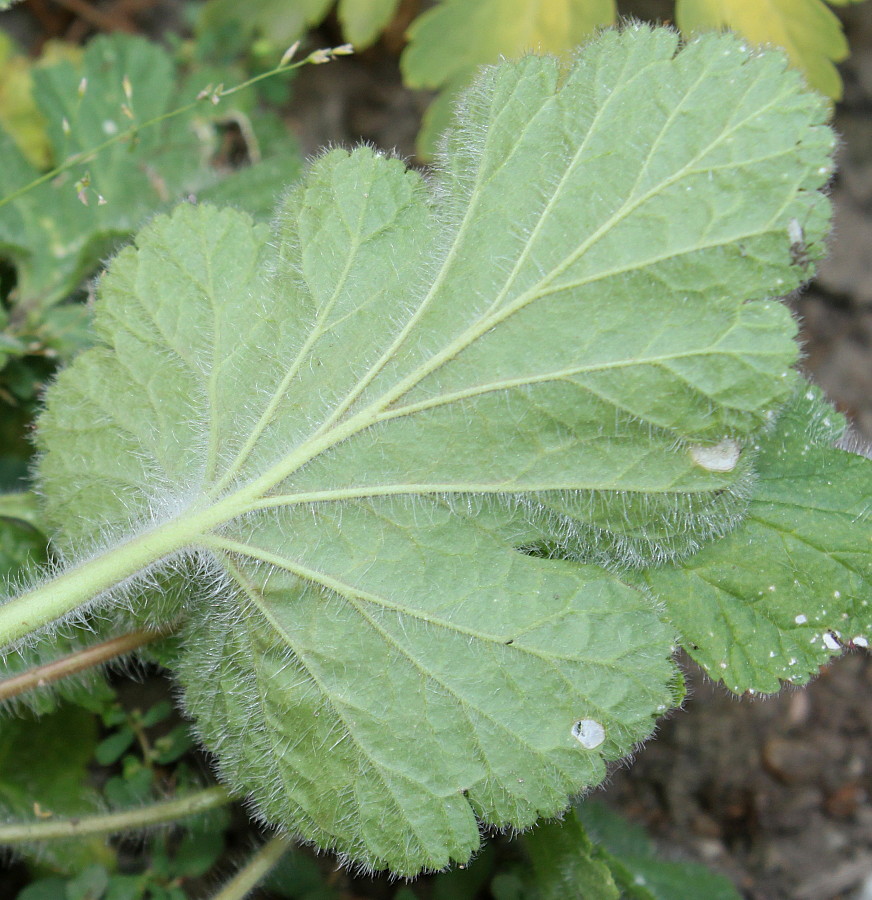 Image of Erodium pelargoniflorum specimen.