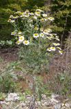 Pyrethrum parthenifolium