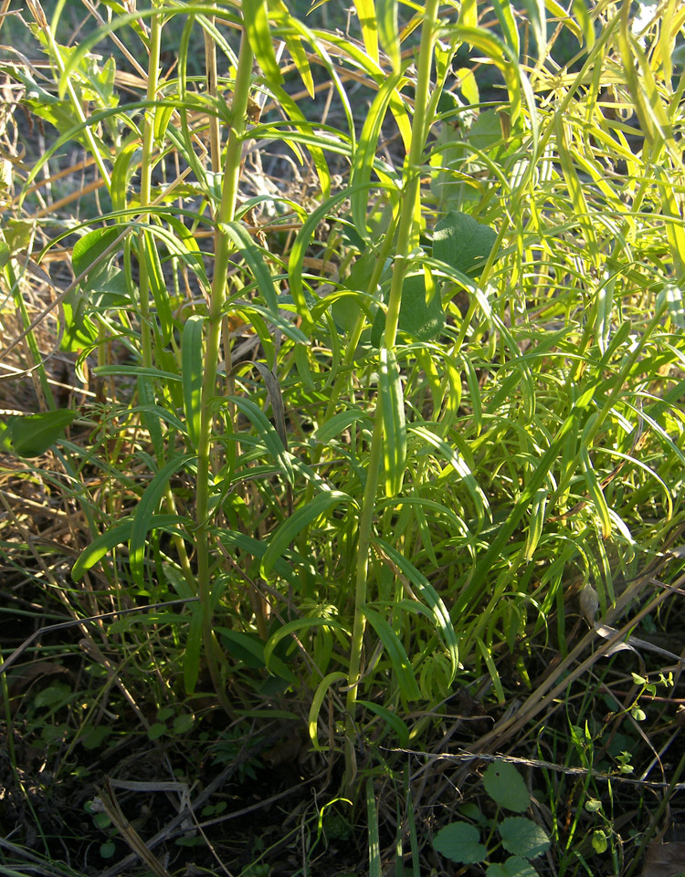 Изображение особи Linaria ruthenica.