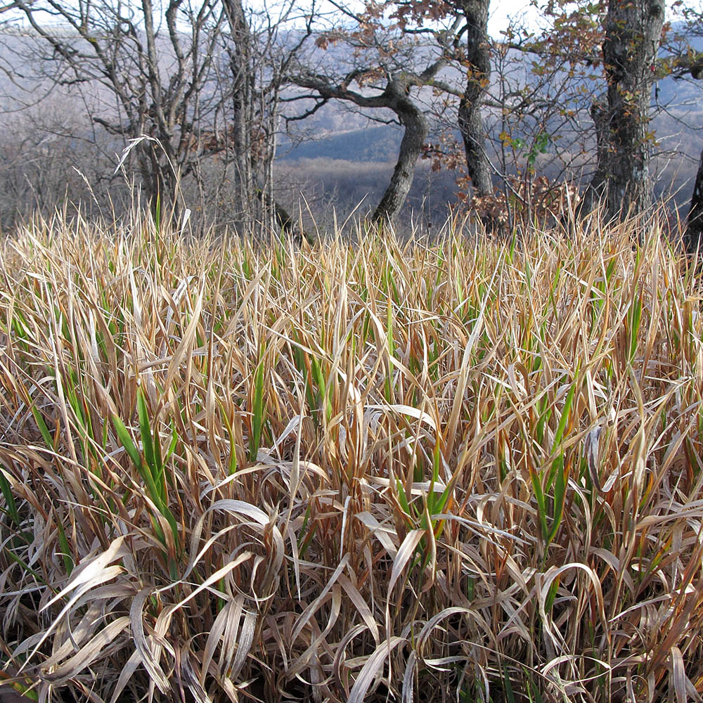 Image of Brachypodium rupestre ssp. caespitosum specimen.