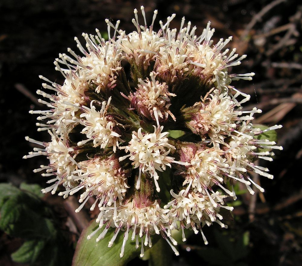 Изображение особи Petasites tatewakianus.