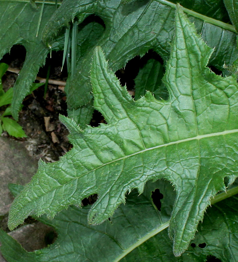 Image of Cirsium rivulare specimen.