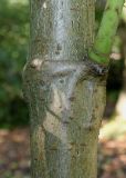 Eleutherococcus senticosus