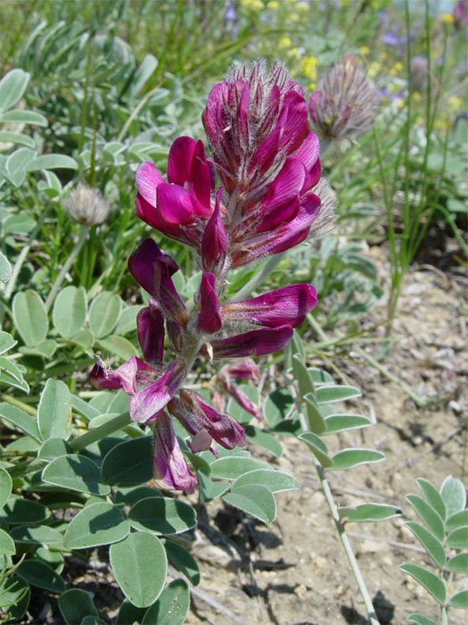 Изображение особи Hedysarum biebersteinii.