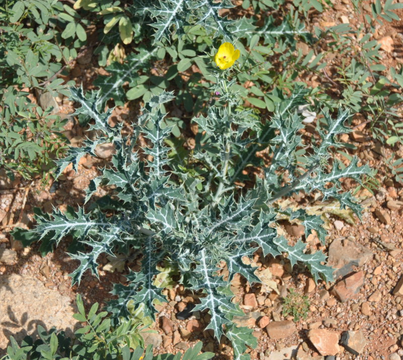 Image of Argemone mexicana specimen.