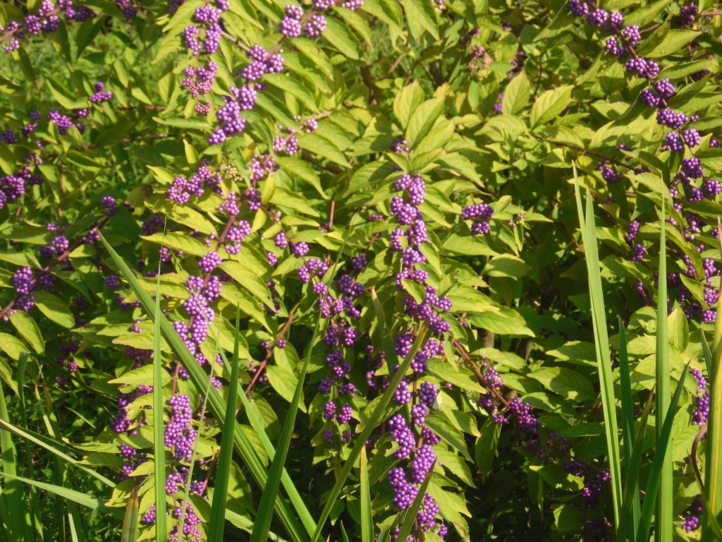 Image of genus Callicarpa specimen.