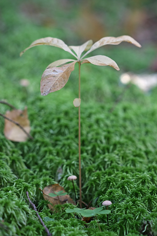 Изображение особи Trientalis europaea.