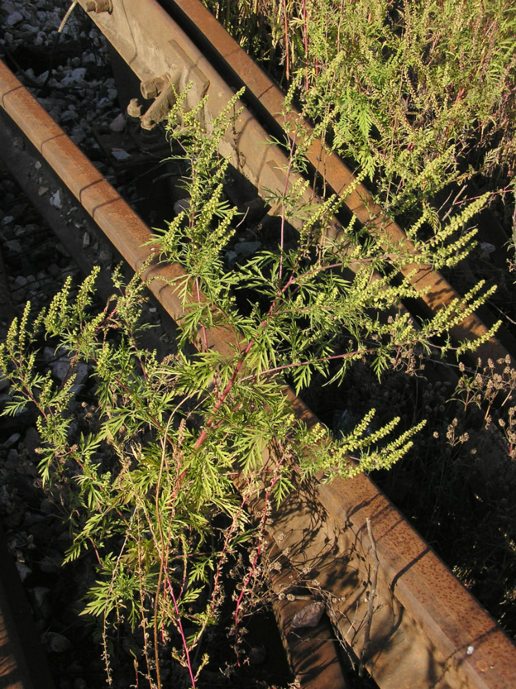 Image of Ambrosia artemisiifolia specimen.
