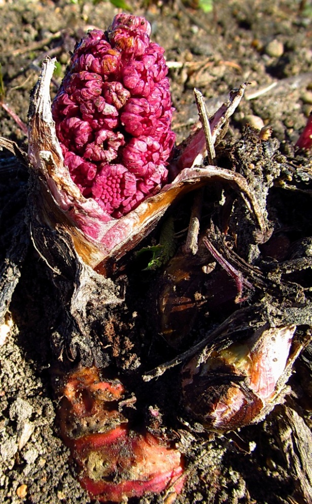 Image of Petasites hybridus specimen.