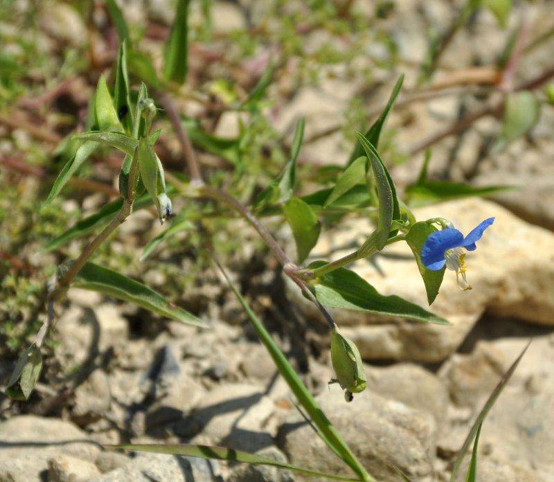 Изображение особи Commelina communis.