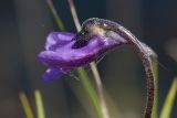 Pinguicula vulgaris