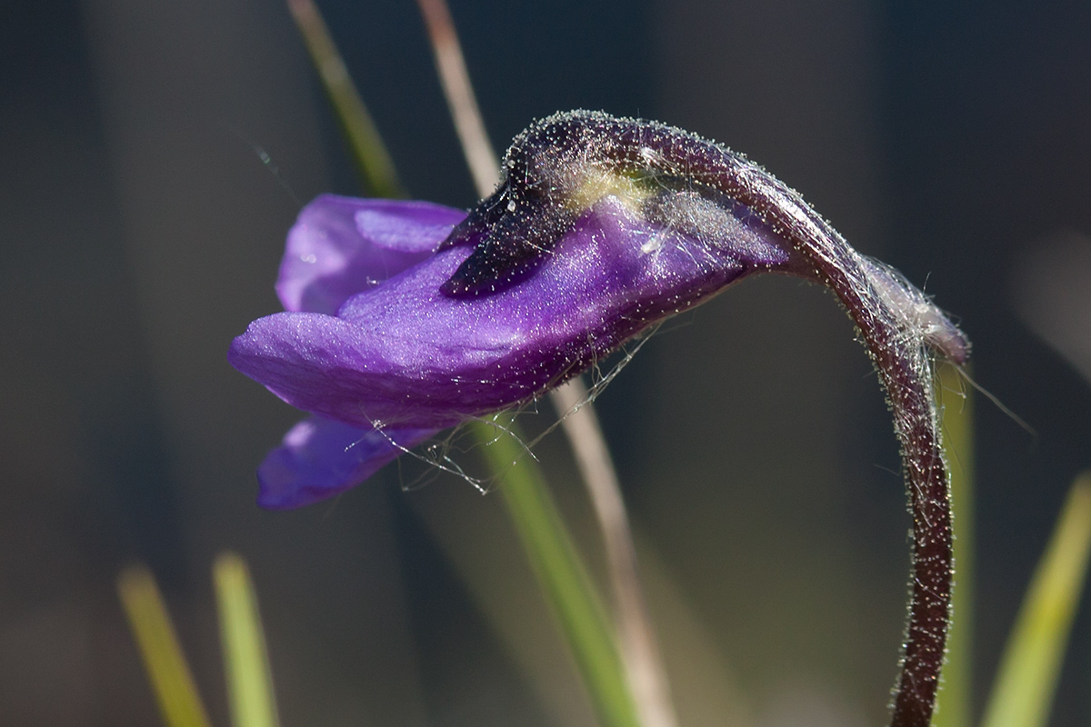 Изображение особи Pinguicula vulgaris.