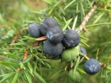 Juniperus communis. Ветвь с шишкоягодами. Украина, Волынская обл., Шацкий р-н, Шацкий природный национальный парк. Август 2006 г.