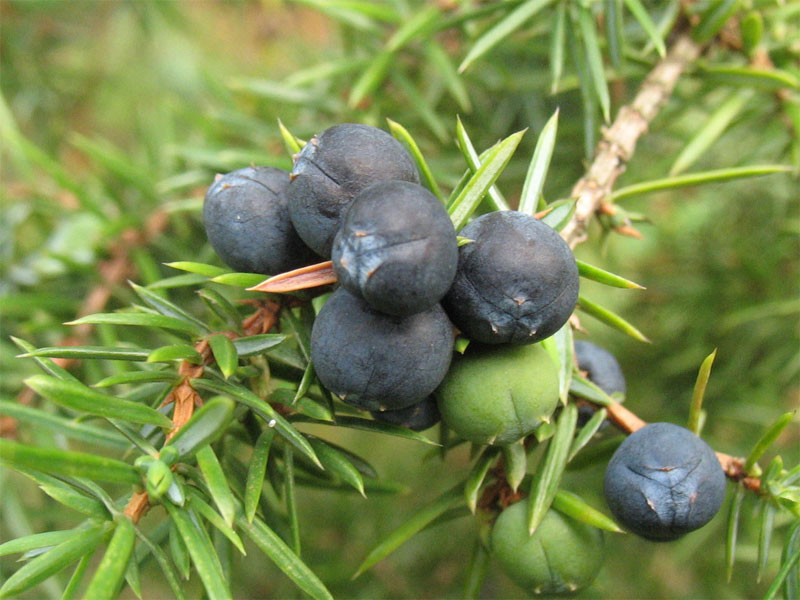 Изображение особи Juniperus communis.