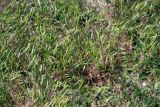 Bromus arvensis