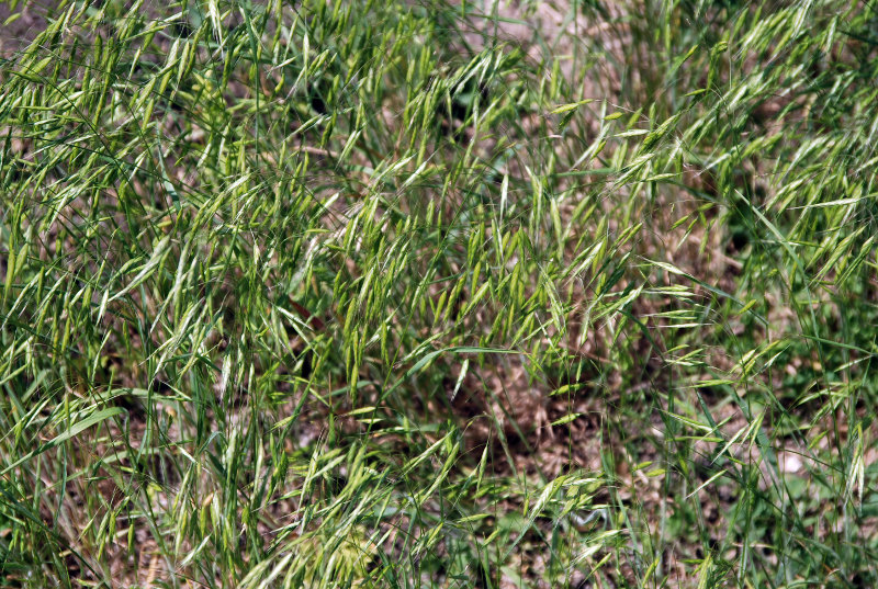 Изображение особи Bromus arvensis.