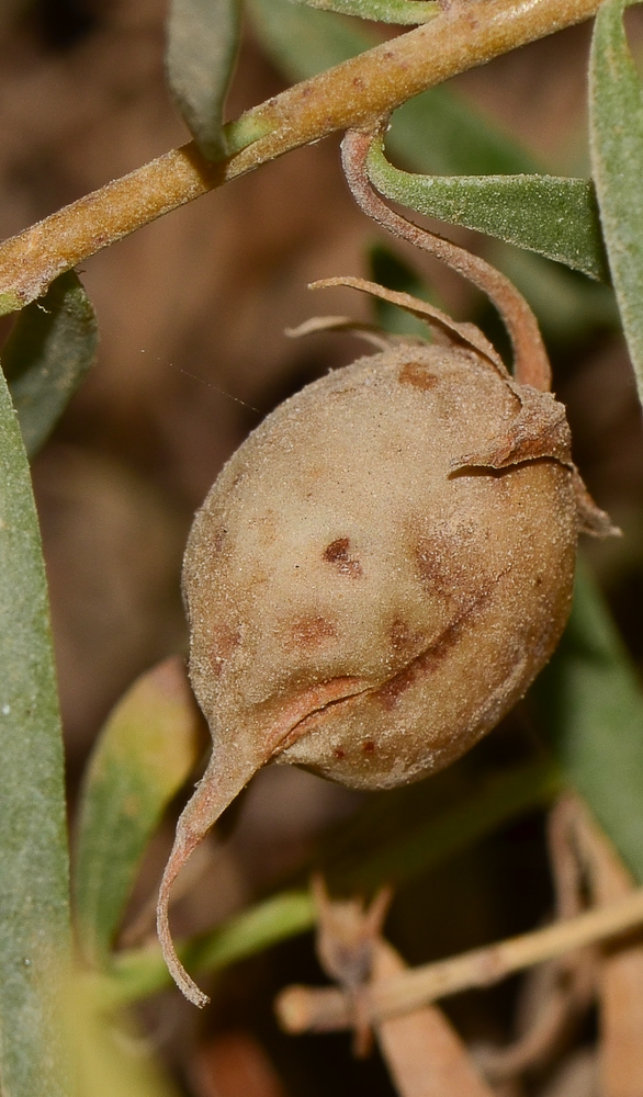 Image of Eremophila maculata specimen.