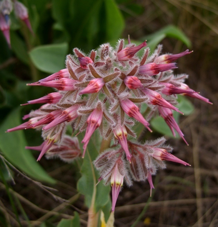 Изображение особи Rindera tetraspis.