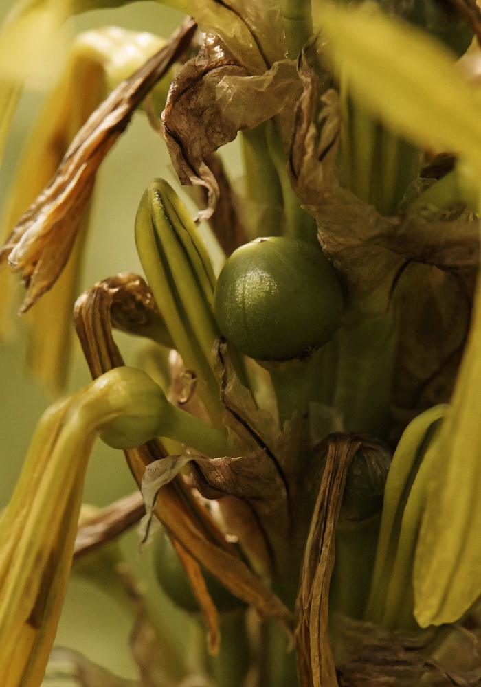 Изображение особи Asphodeline lutea.