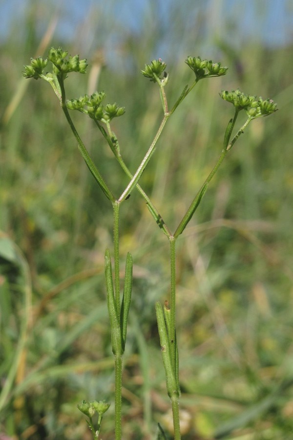 Изображение особи Valerianella rimosa.