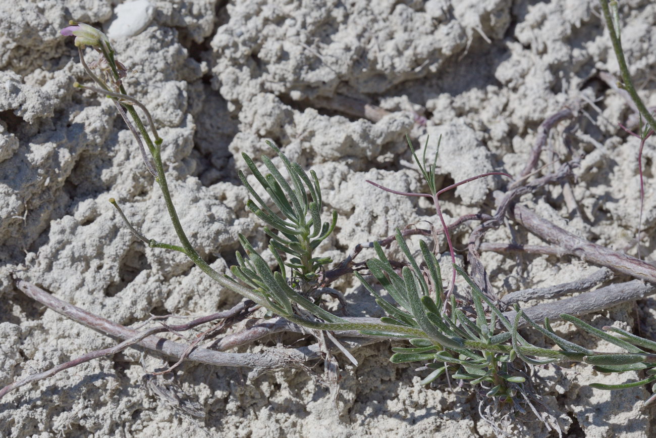 Image of Rhammatophyllum pachyrhizum specimen.