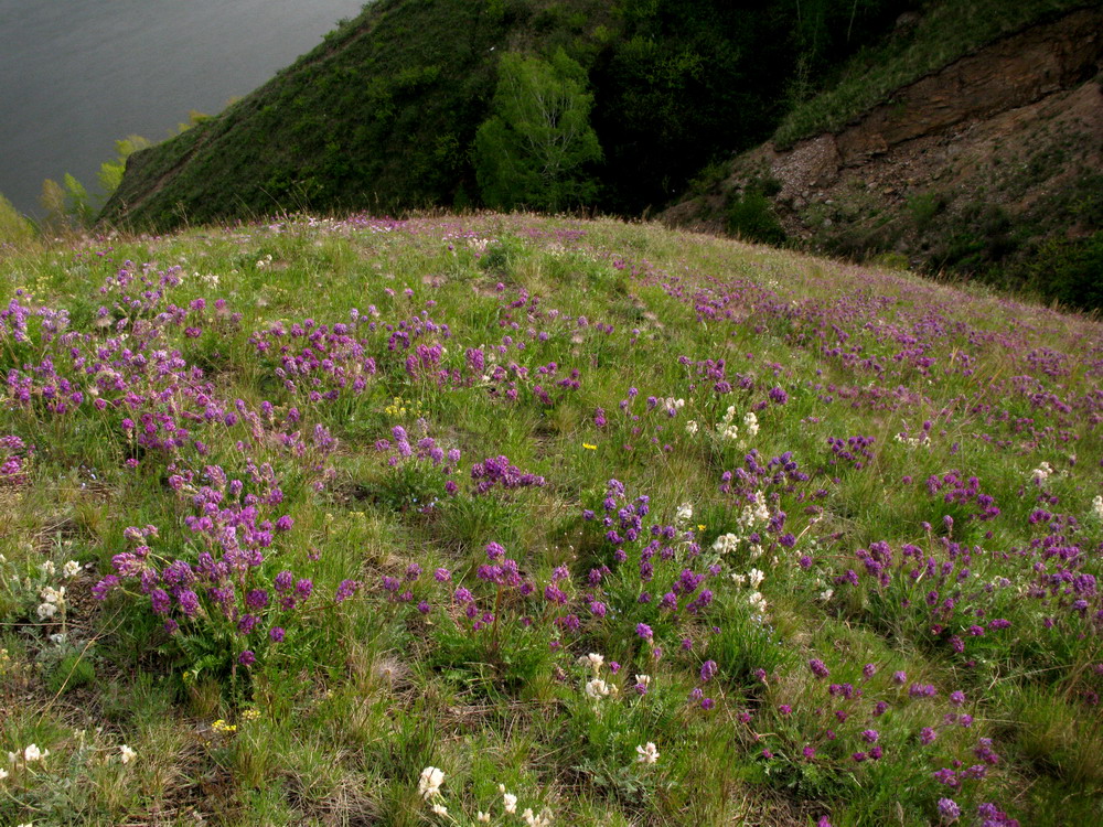 Изображение особи Oxytropis strobilacea.