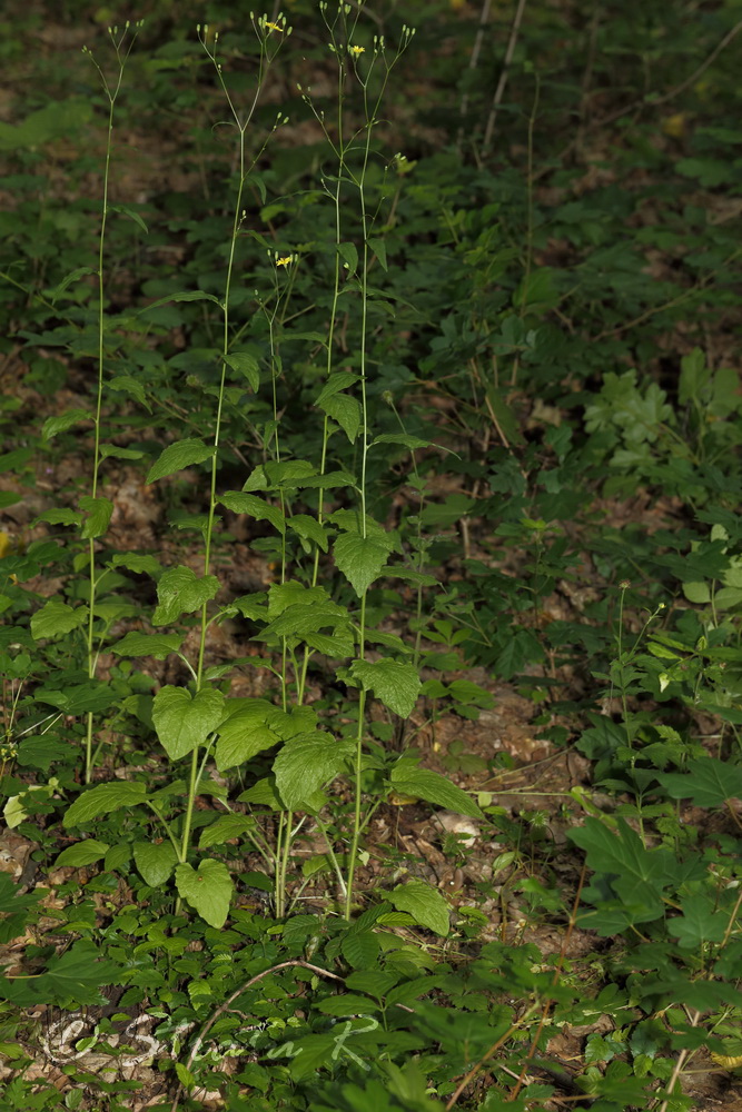 Image of Lapsana communis specimen.