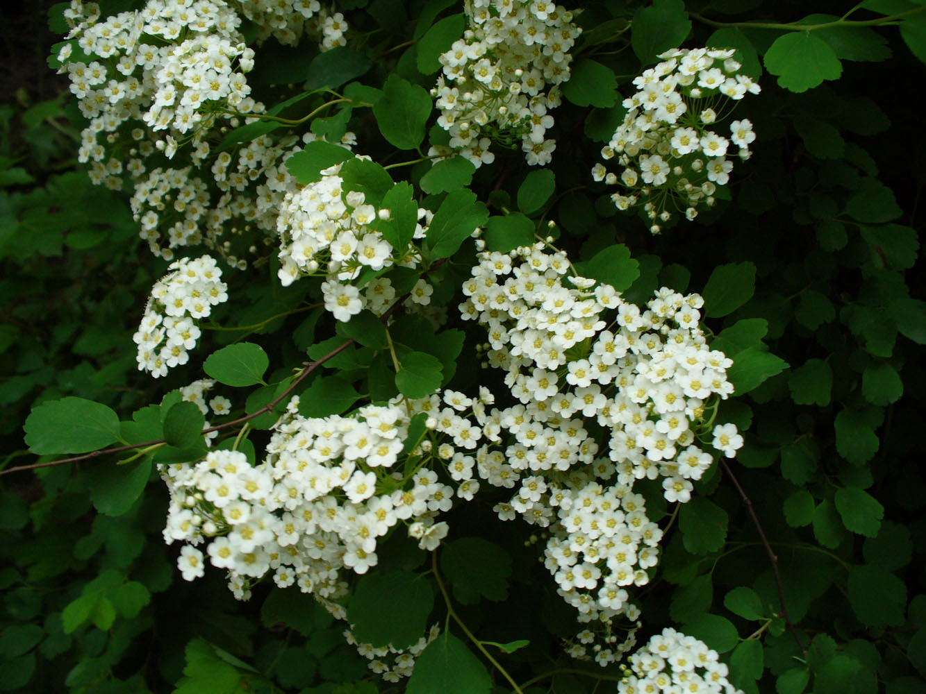 Image of Spiraea × vanhouttei specimen.