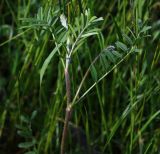 genus Onobrychis. Верхушка побега с соцветиями в бутонах. Словения, регион Нижняя Посавска, окр. дер. Planina v Podbočju, сухой луг. 12.05.2014.