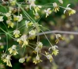 Thalictrum minus. Соцветие. Германия, г. Дюссельдорф, Ботанический сад университета. 02.06.2014.
