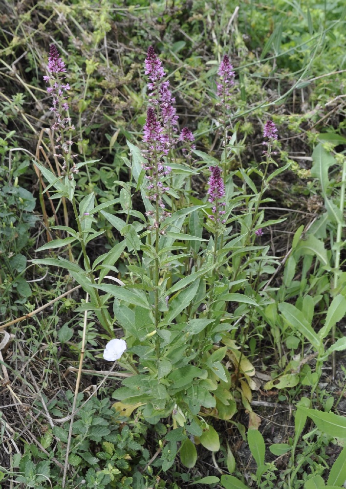 Изображение особи Lysimachia dubia.