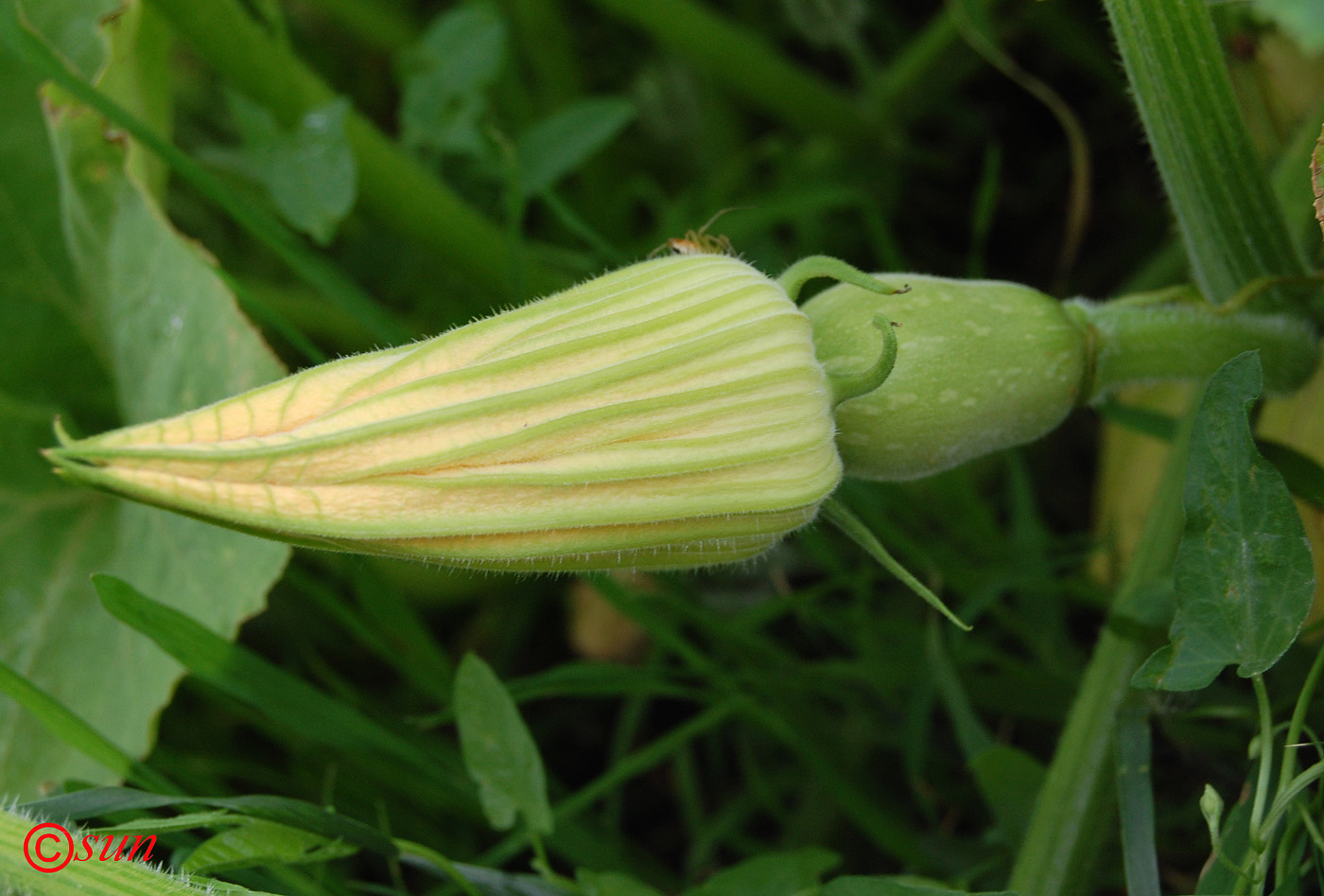 Изображение особи Cucurbita pepo.