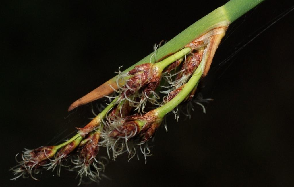 Image of Schoenoplectus tabernaemontani specimen.