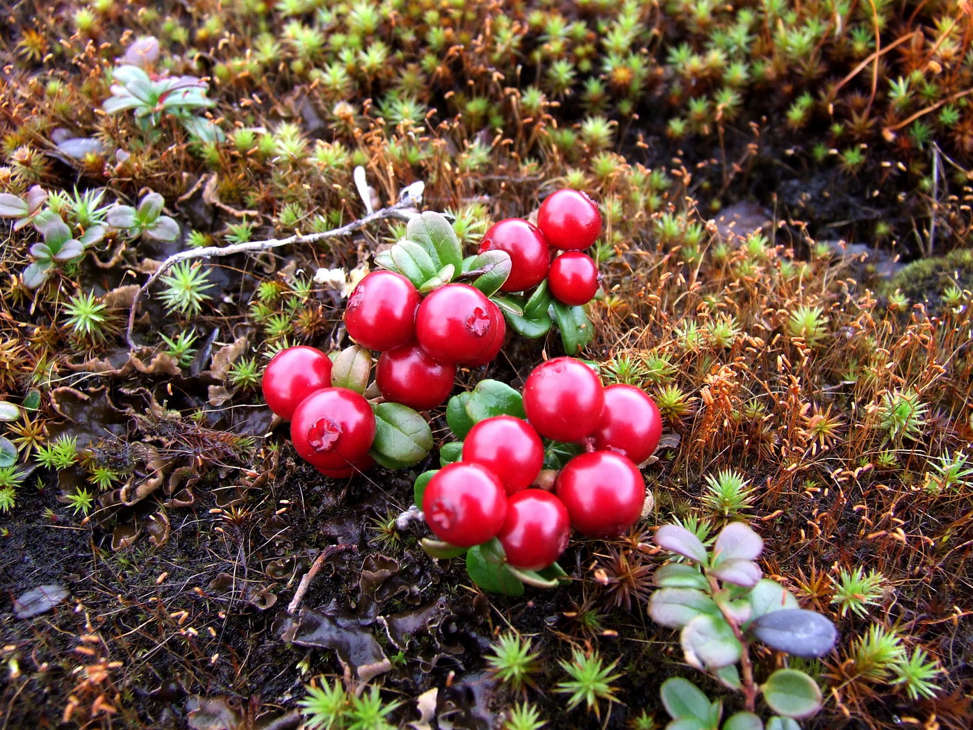 Изображение особи Vaccinium vitis-idaea var. minus.