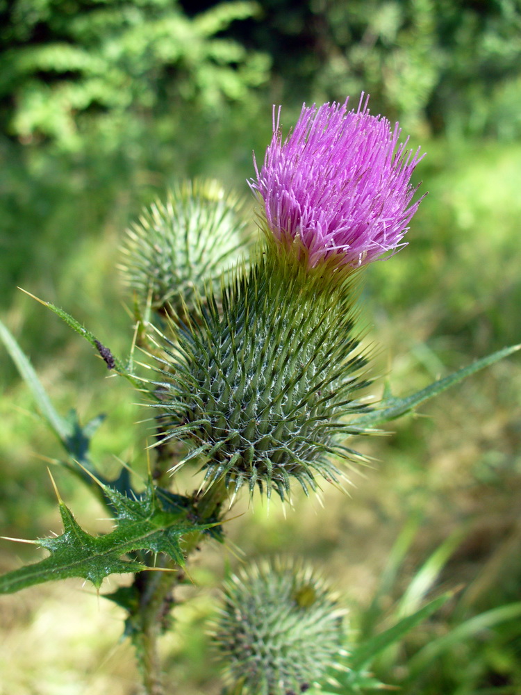 Image of Cirsium vulgare specimen.