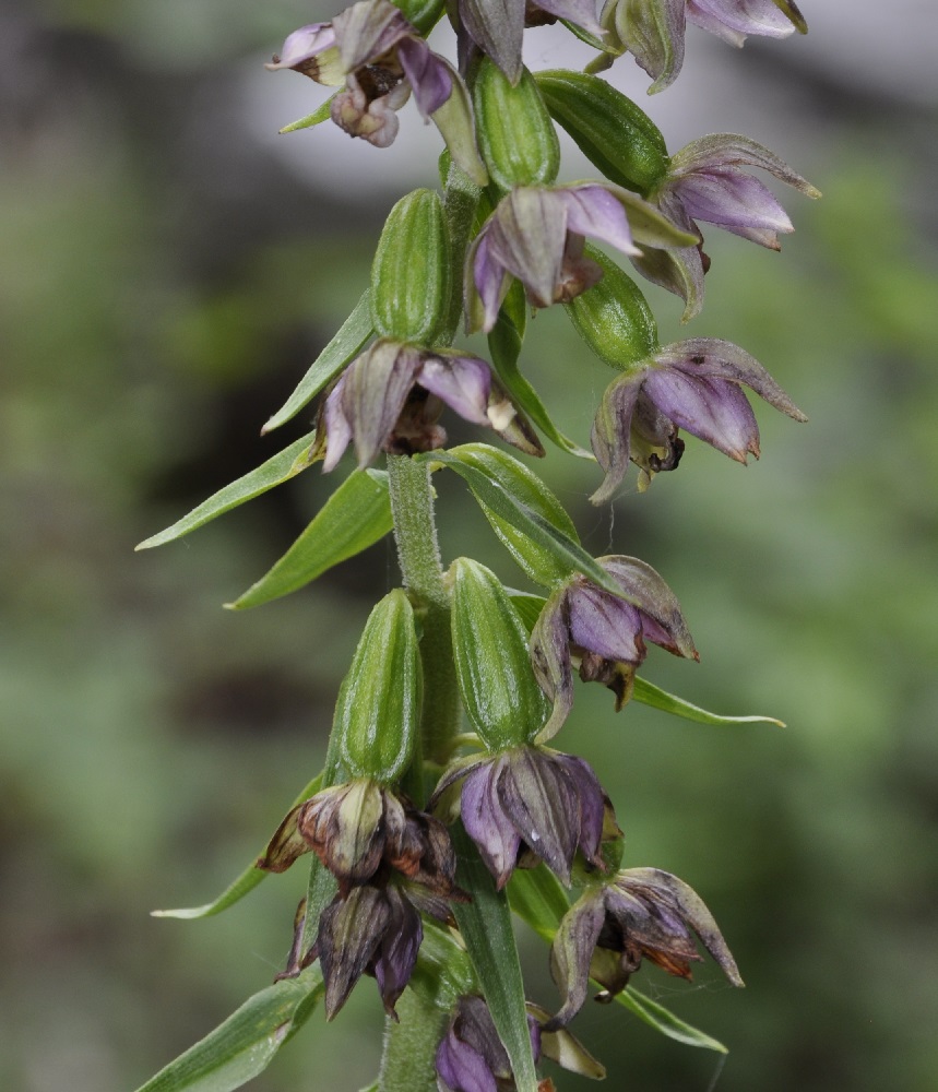 Image of Epipactis helleborine ssp. degenii specimen.