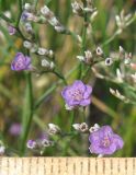 Limonium coriarium